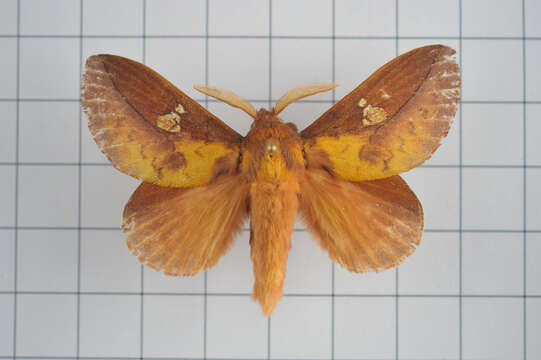 Image of Euthrix laeta Walker 1855