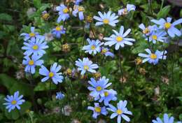 Image of blue daisy