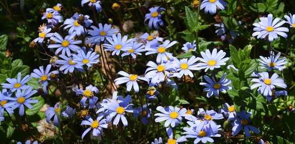 Image of blue daisy