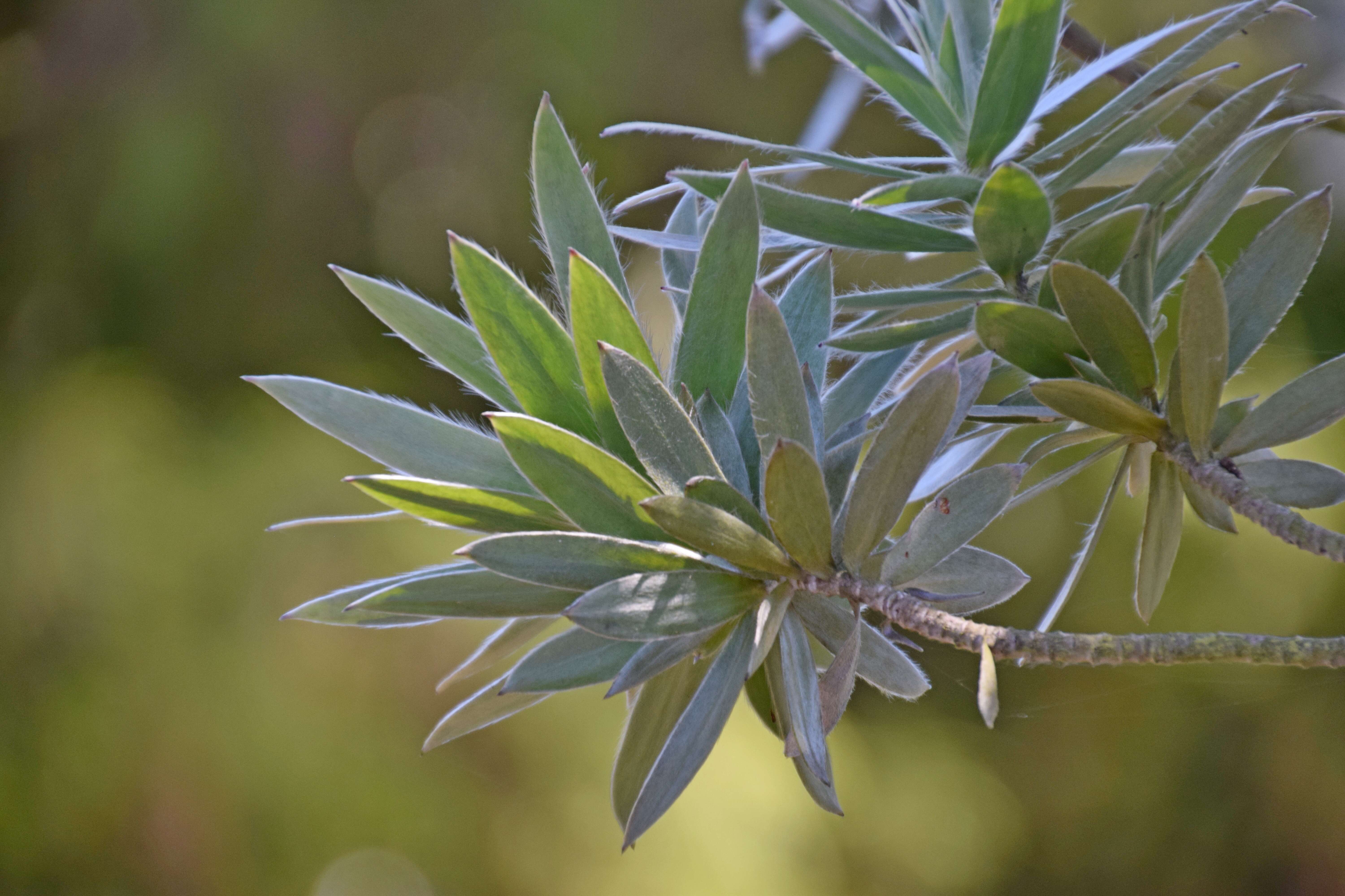 Image of Silver tree