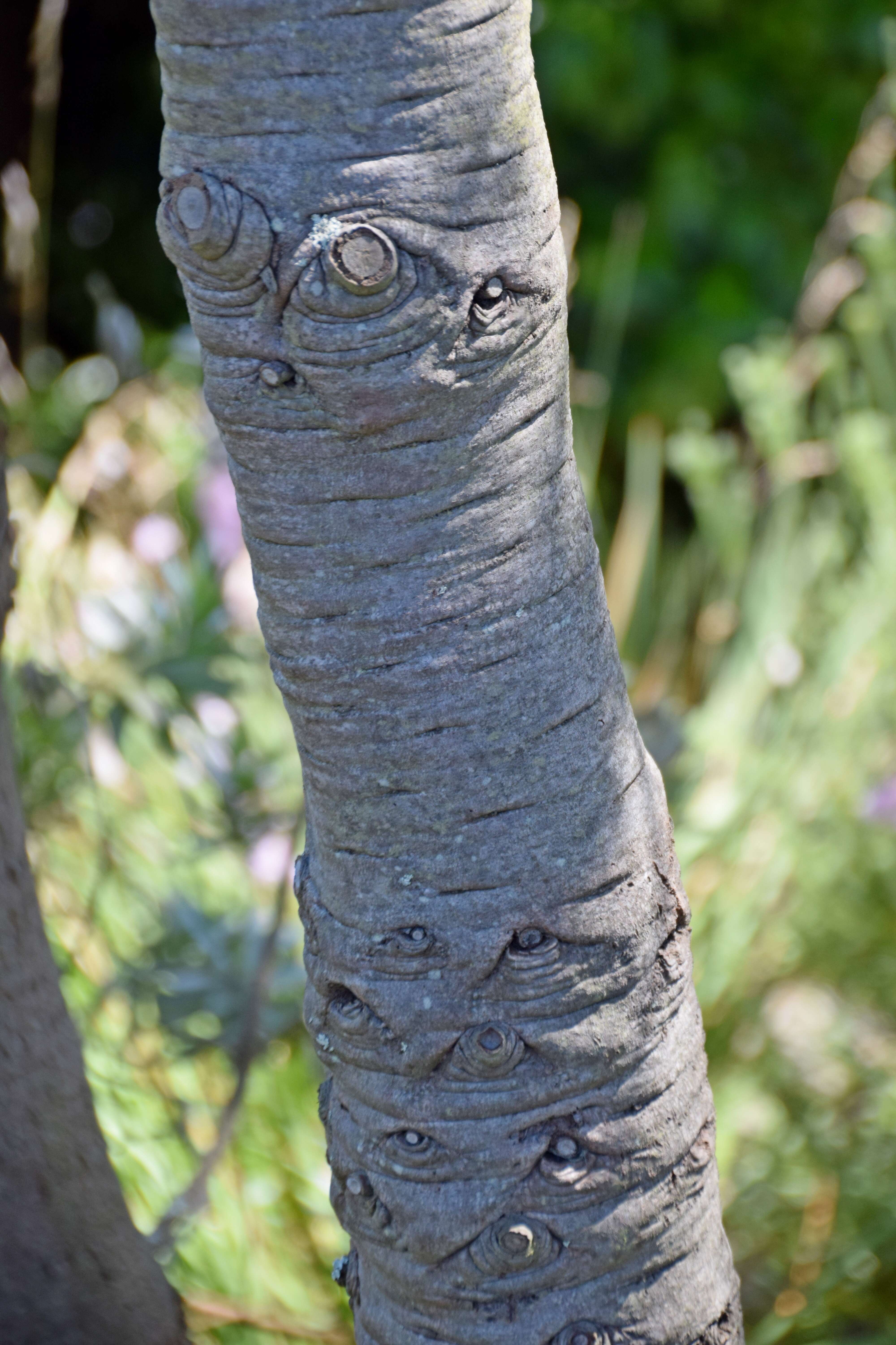 Image de Leucadendron argenteum (L.) R. Br.