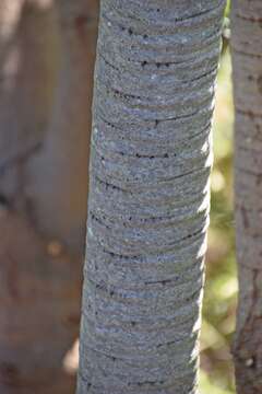 Image of Silver tree