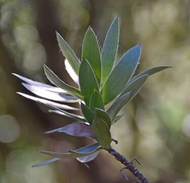 Image of Silver tree