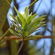 Image of Silver tree