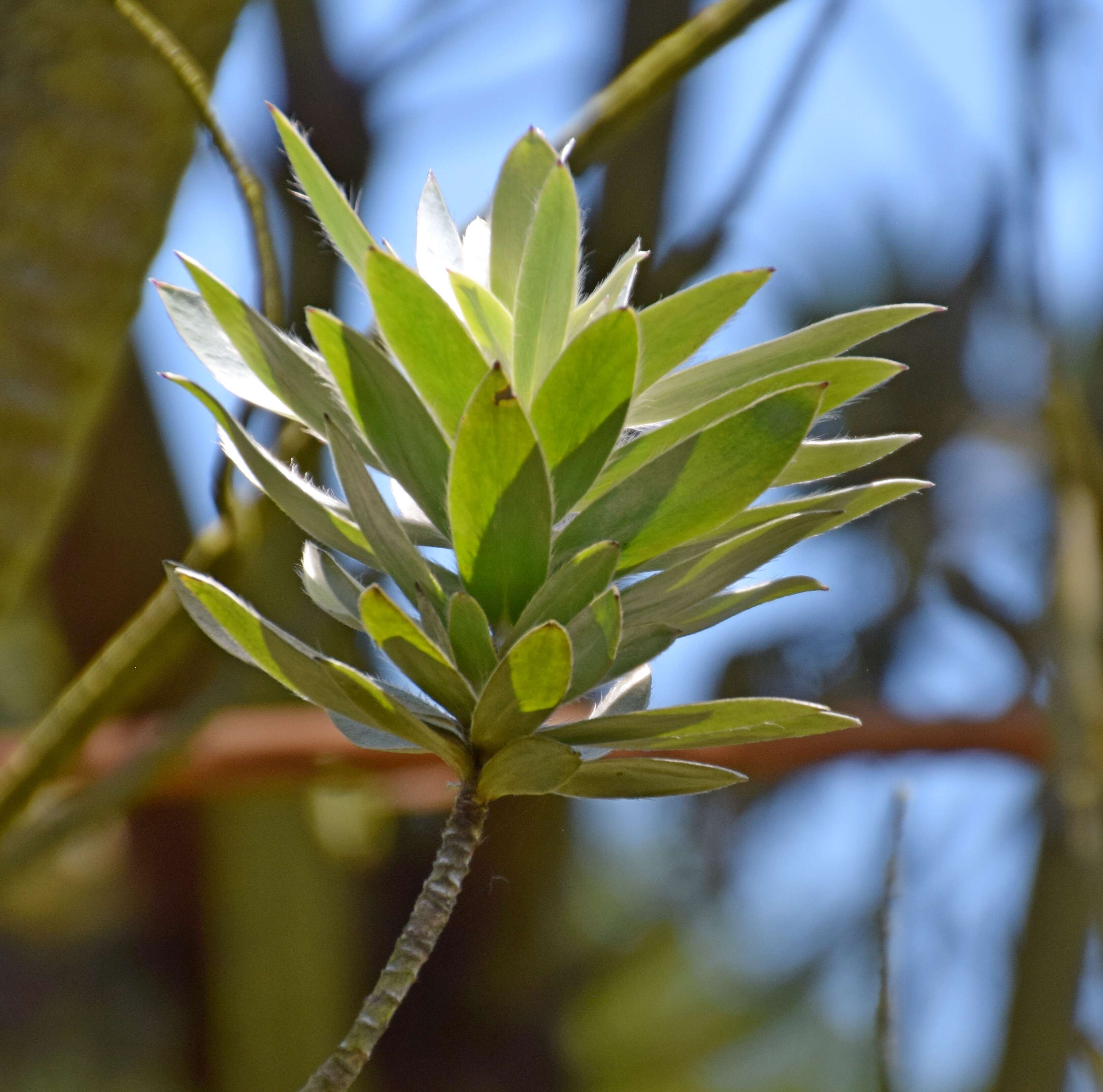 Image of Silver tree