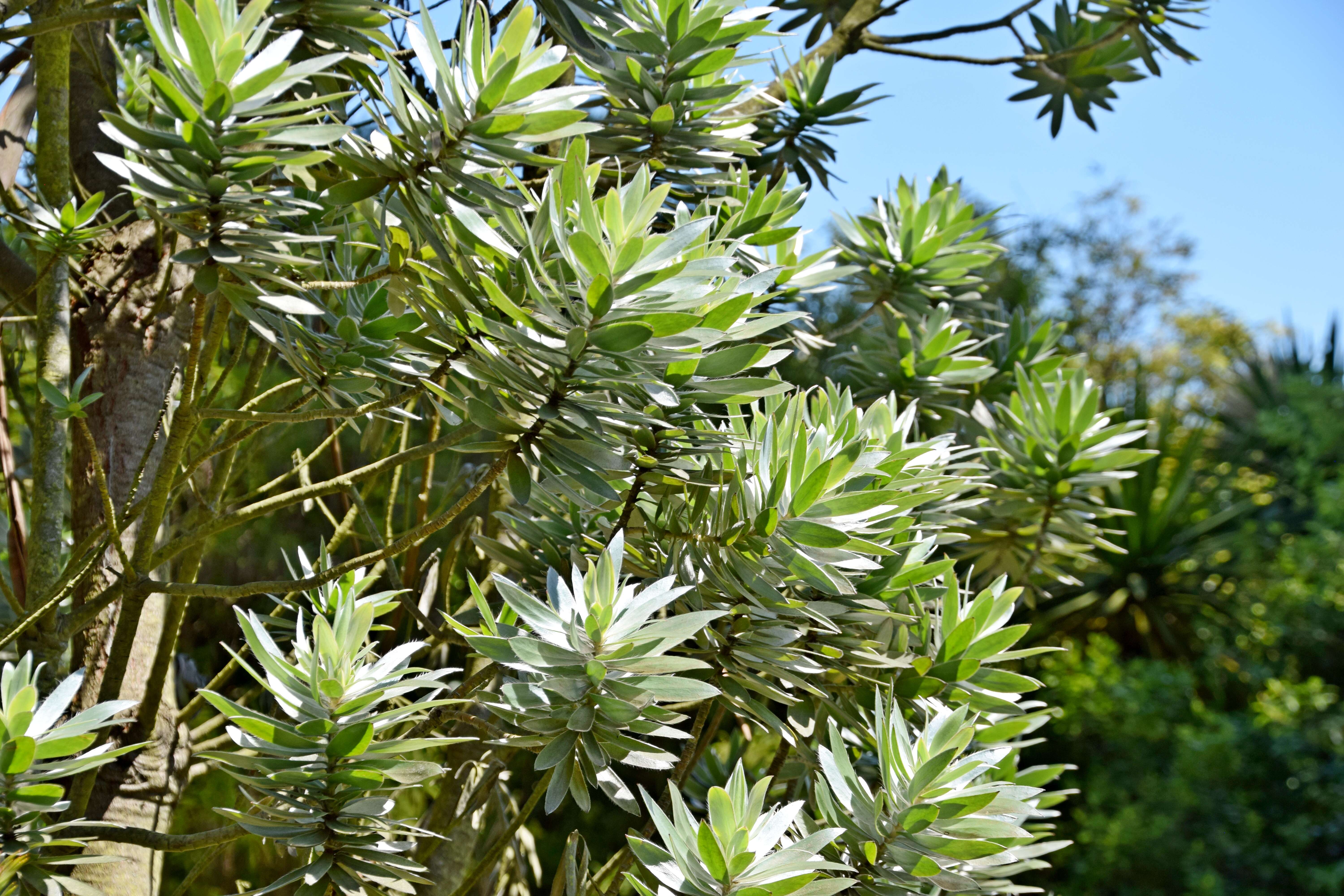 Image of Silver tree