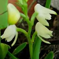 Image of Yellowspike orchids