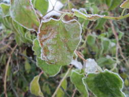 Image of Fallopia baldschuanica