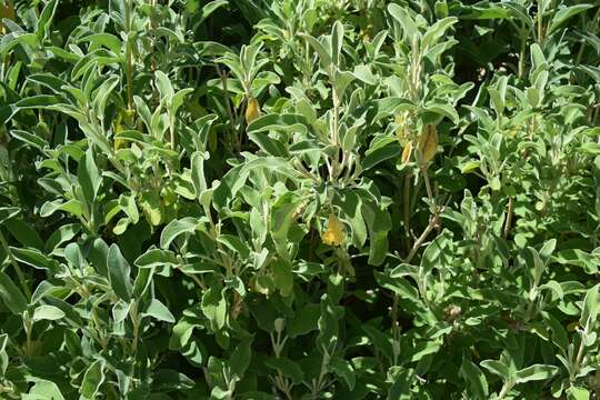 Image of shrubby Jerusalem sage