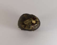 Image of Chinese water chestnut