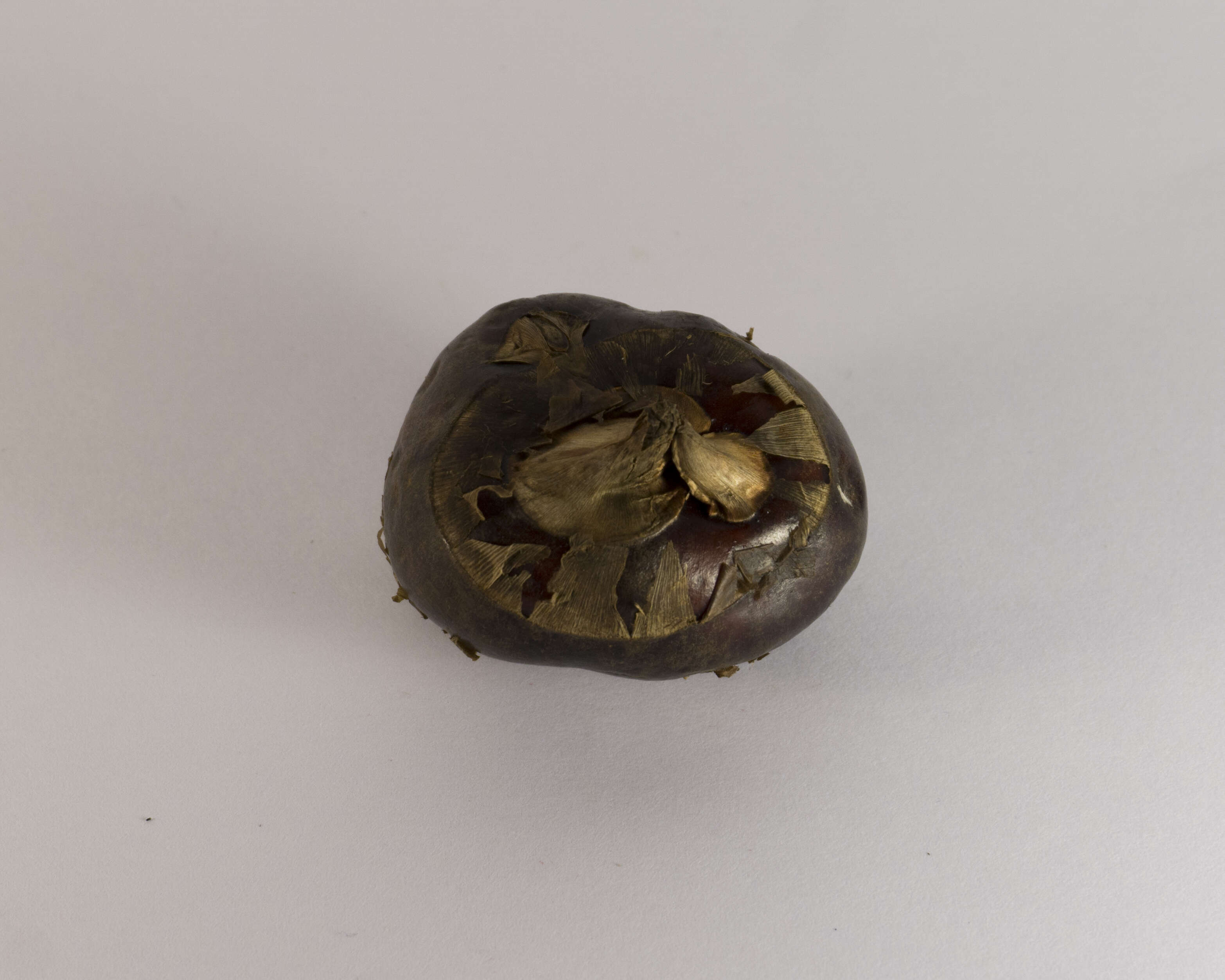 Image of Chinese water chestnut