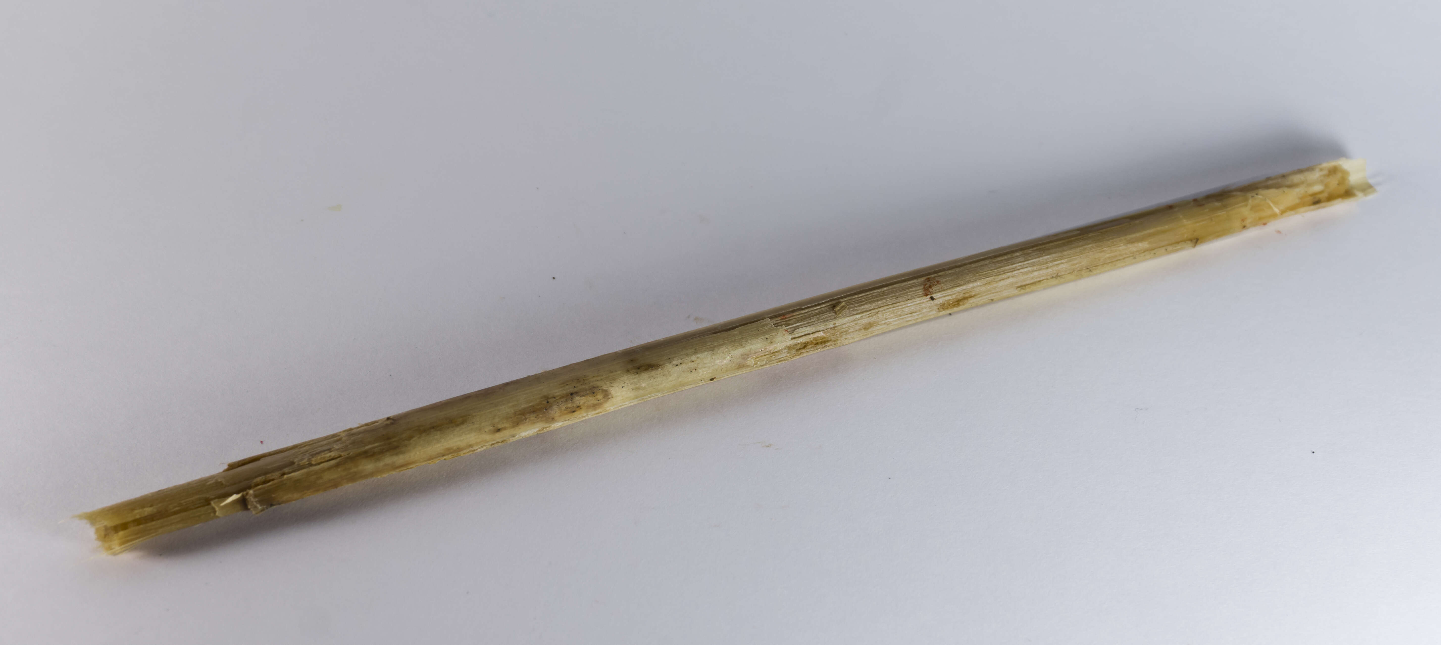 Image of Bulrush