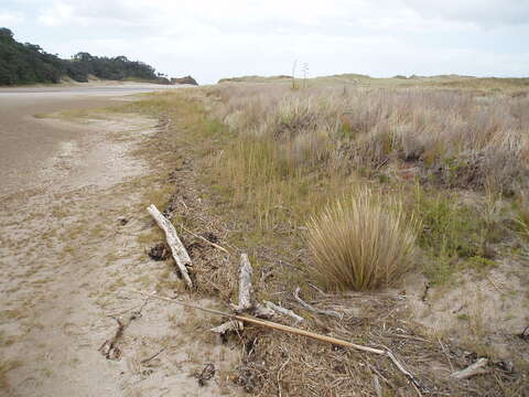 Image of Austrostipa stipoides (Hook. fil.) S. W. L. Jacobs & J. Everett