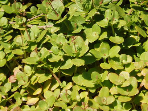 Image of Cape Province pygmyweed