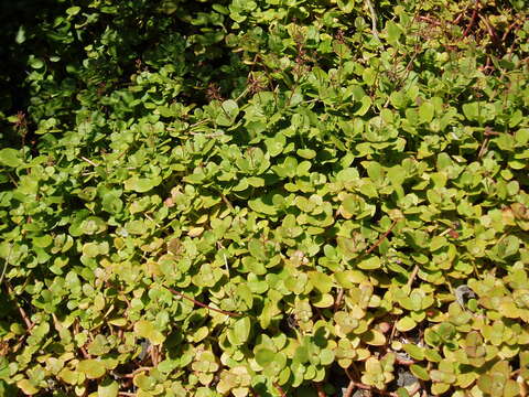 Image of Cape Province pygmyweed