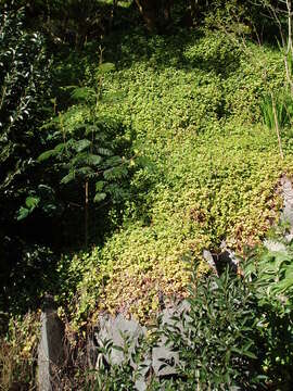 Image of Cape Province pygmyweed