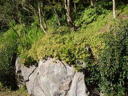 Image of Cape Province pygmyweed