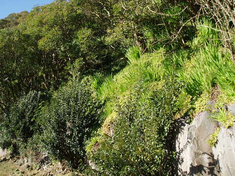 Image of Cape Province pygmyweed