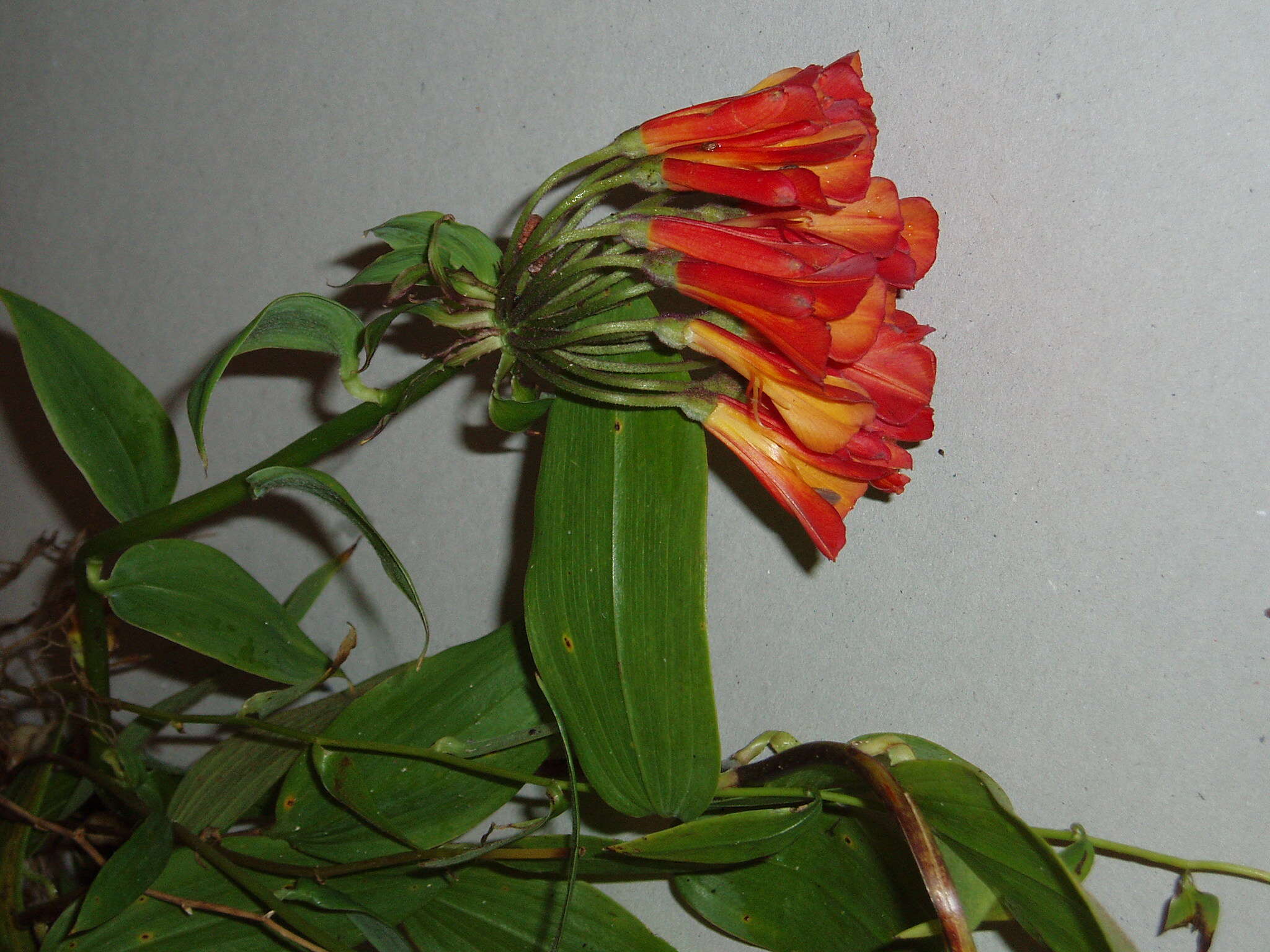 Image of Bomarea multiflora (L. fil.) Mirb.