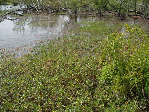 Image of floating primrose-willow