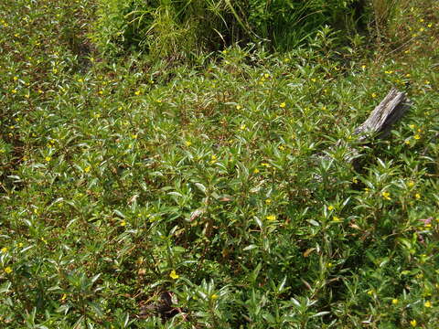 Image of floating primrose-willow