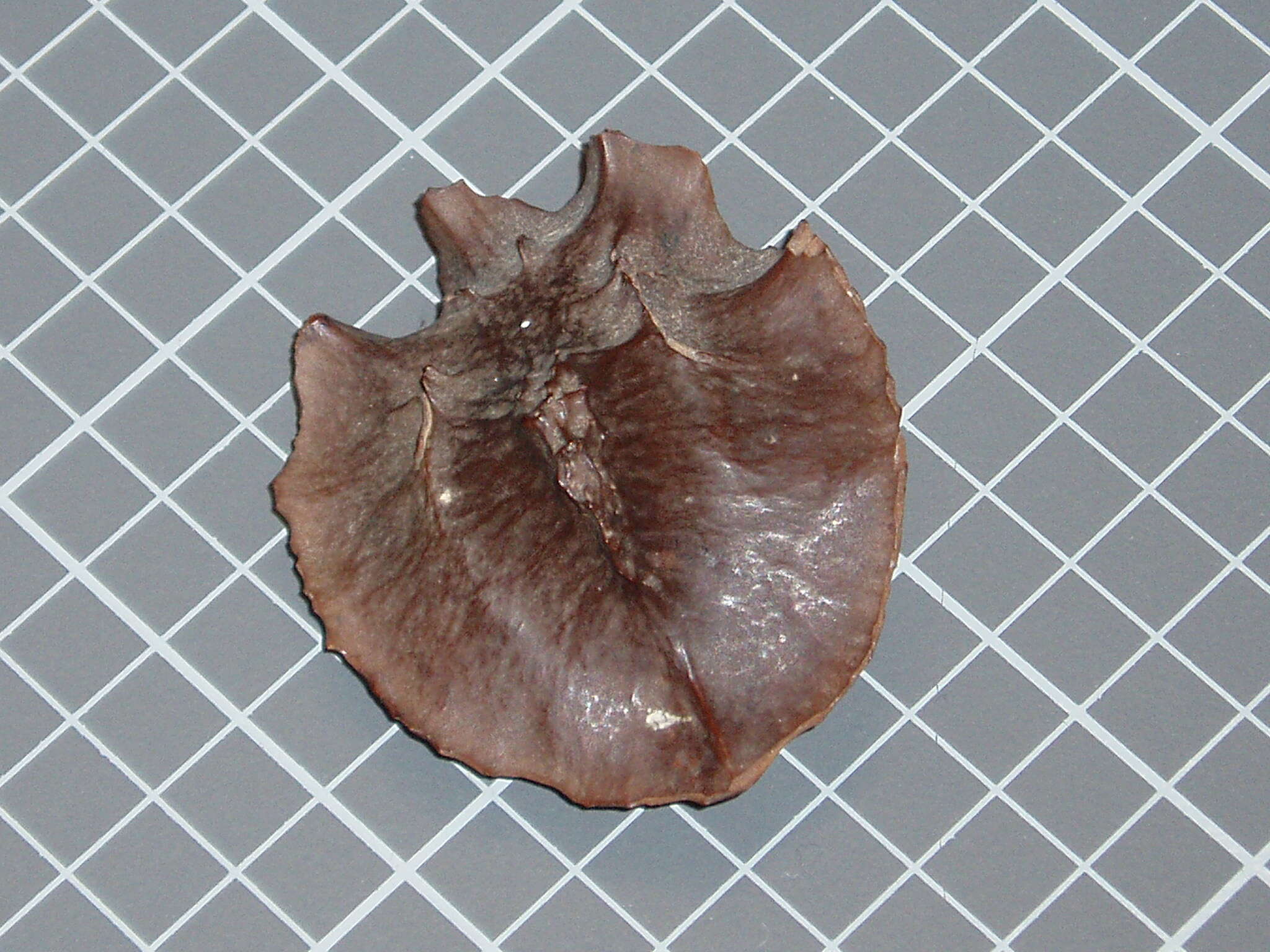 Image of Xylocarpus