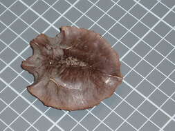 Image of Xylocarpus