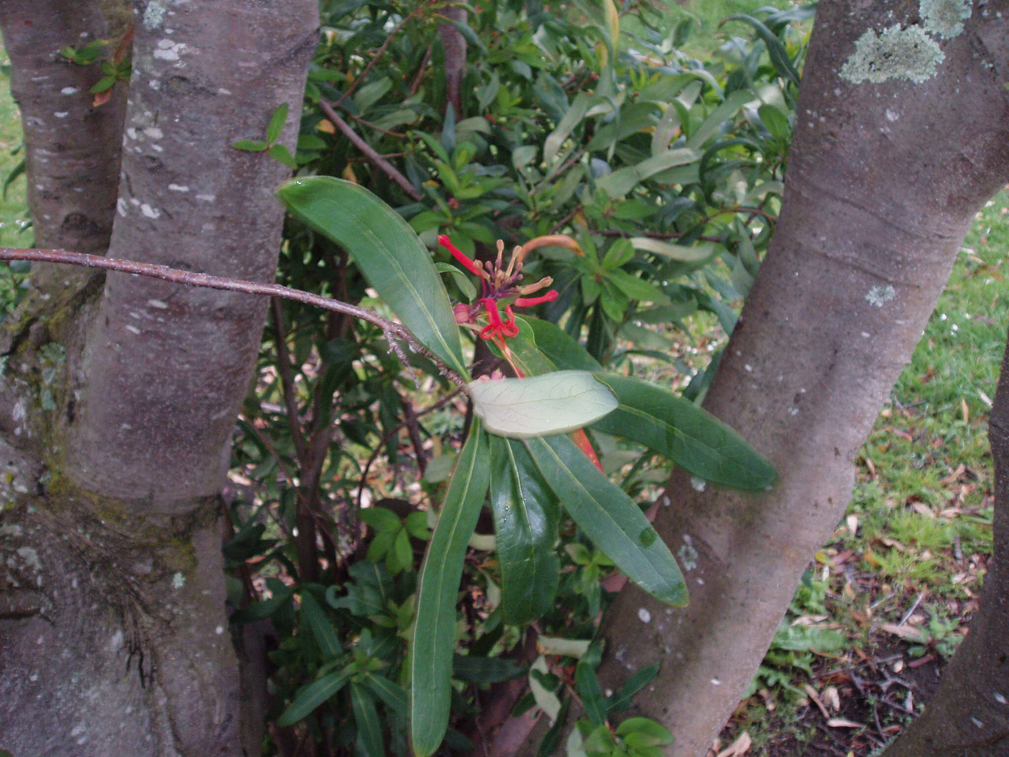 Imagem de Embothrium coccineum J. R. Forster & G. Forster