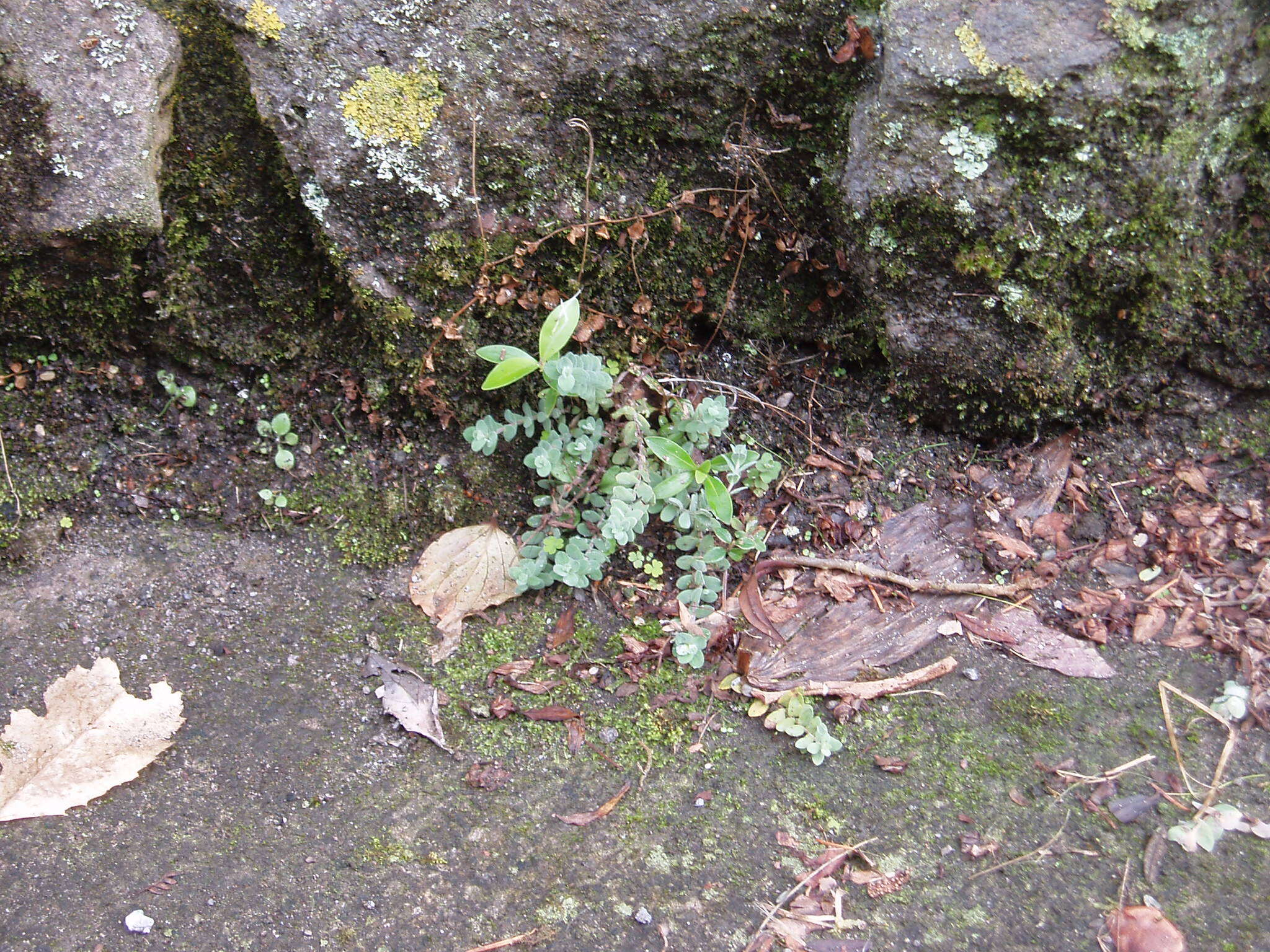 Image of Hypericum olympicum L.