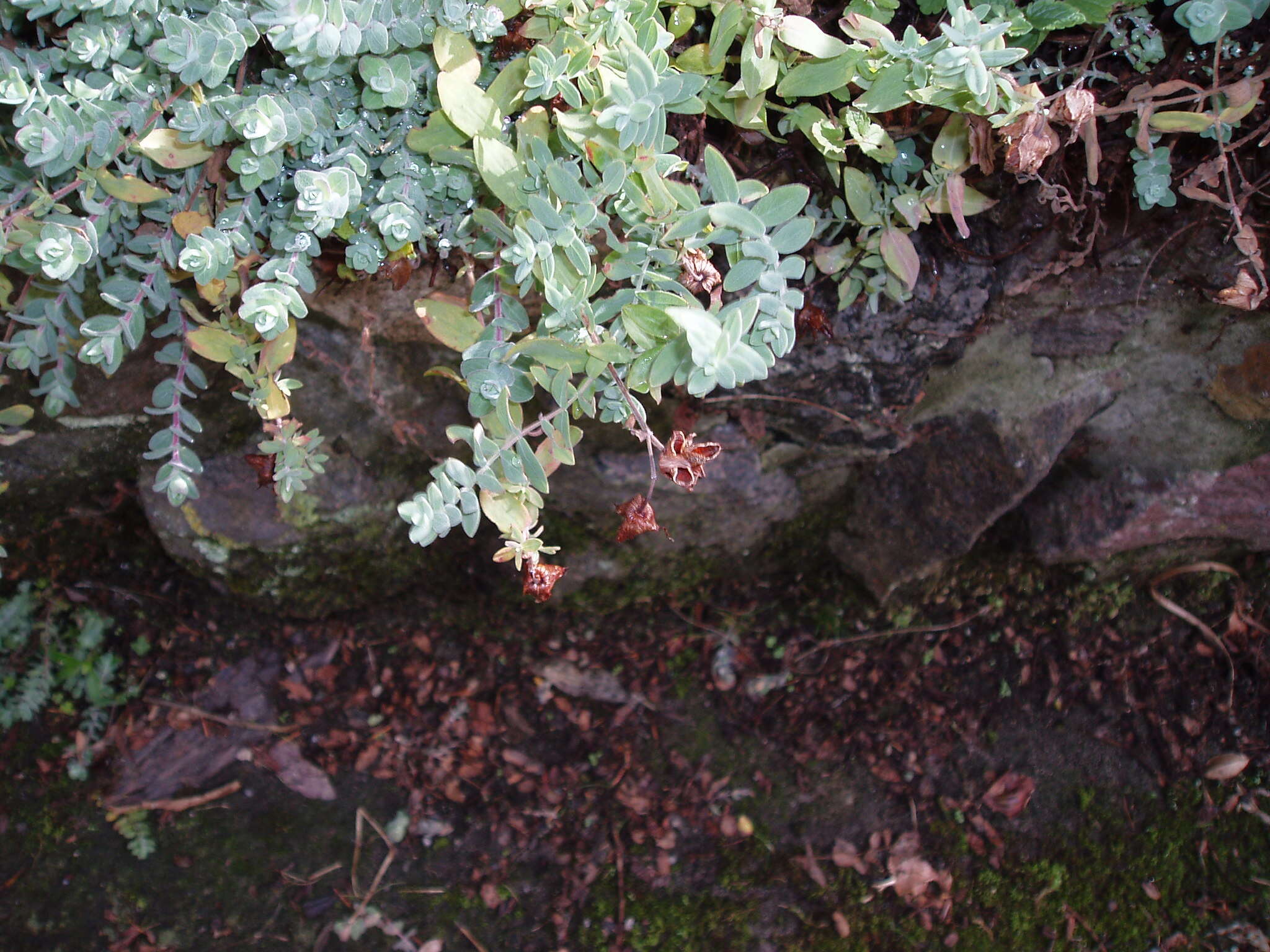 Image of Hypericum olympicum L.