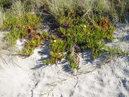 Imagem de Carpobrotus edulis (L.) N. E. Br.