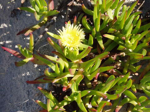 Imagem de Carpobrotus edulis (L.) N. E. Br.