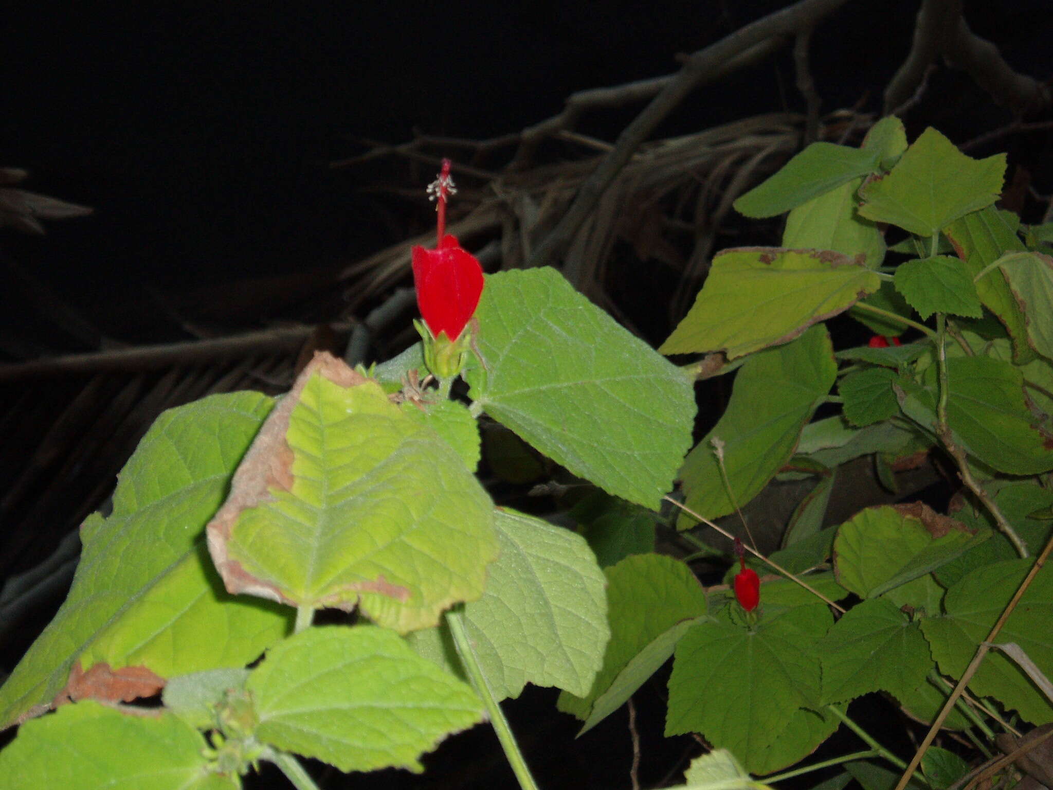 Image de Malvaviscus arboreus Cav.