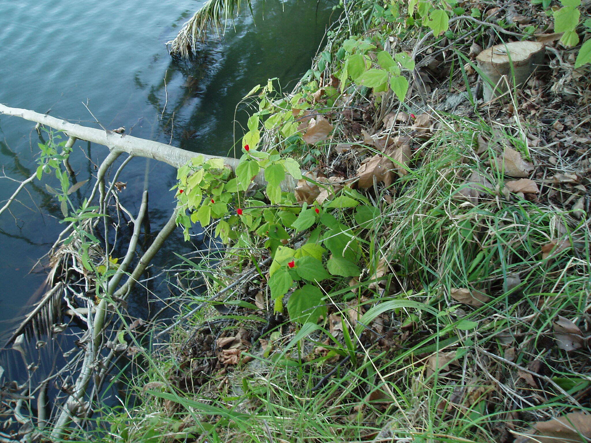 Image de Malvaviscus arboreus Cav.