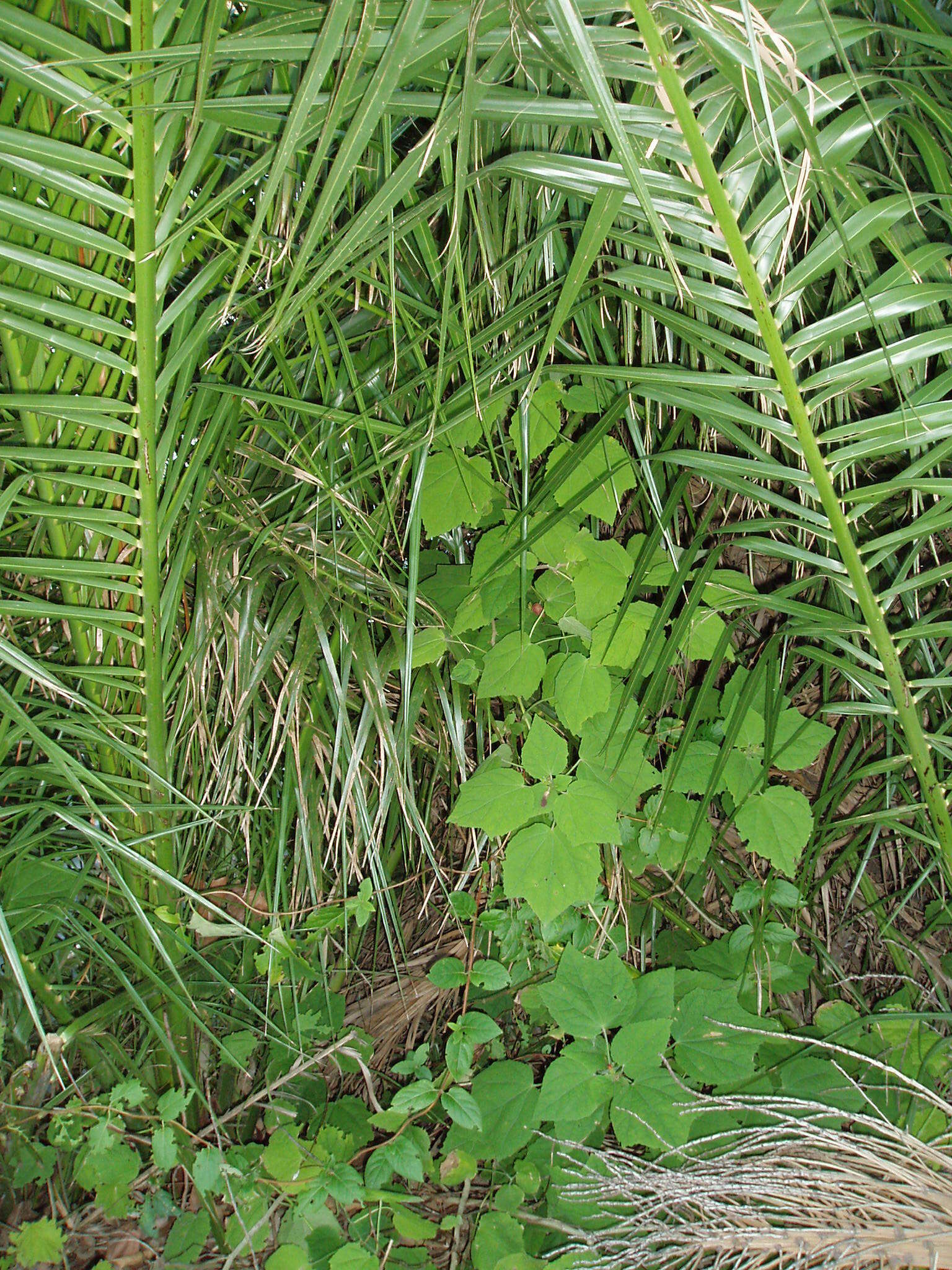 Image de Malvaviscus arboreus Cav.