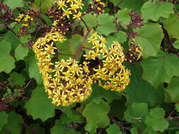 Image of velvet groundsel