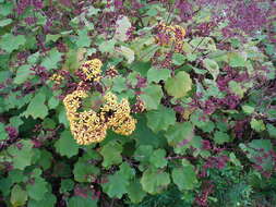 Image of velvet groundsel