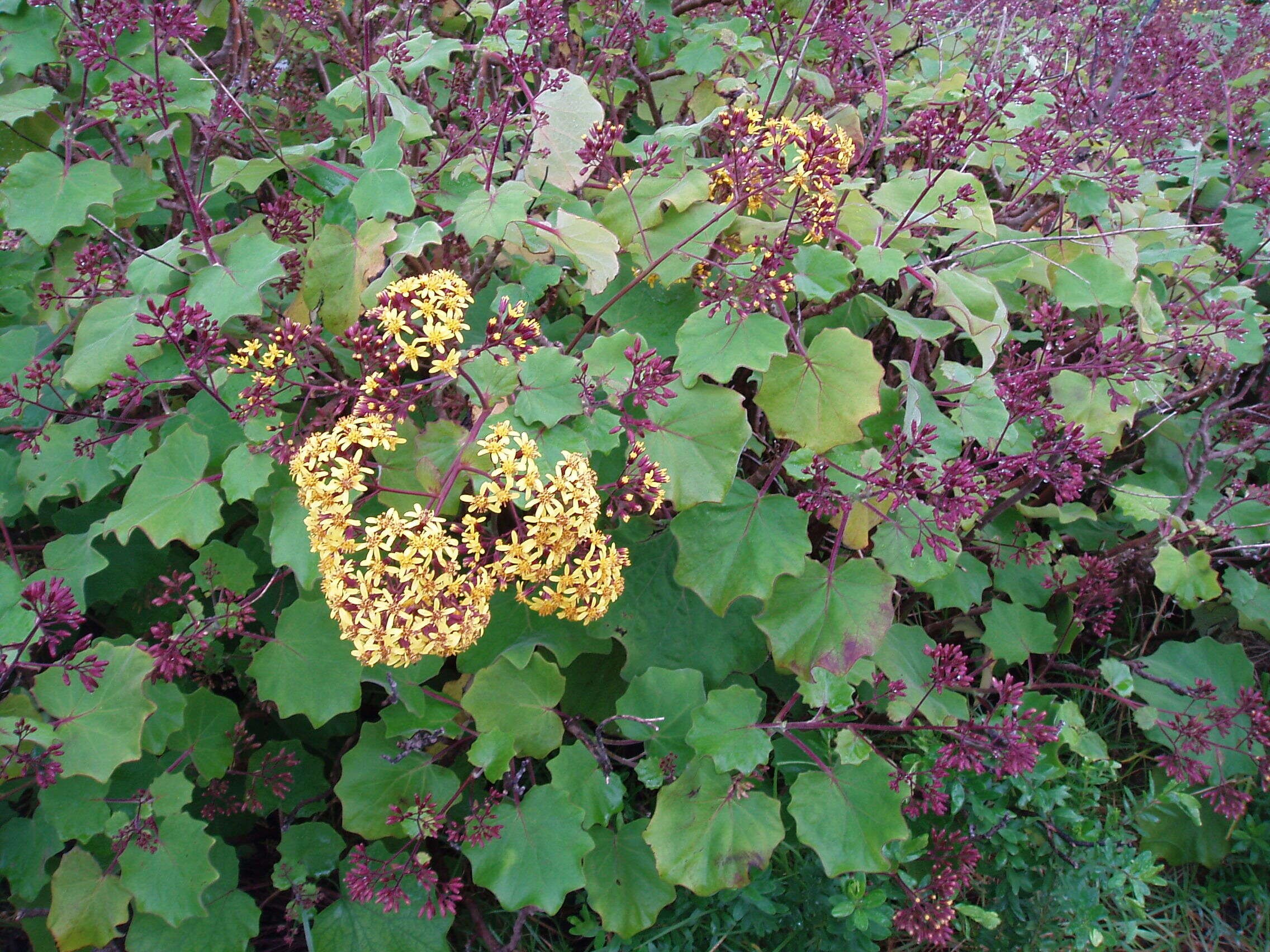 Image of velvet groundsel