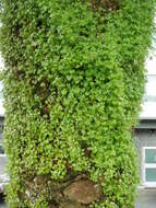 Image of Ivy-leaved Toadflax