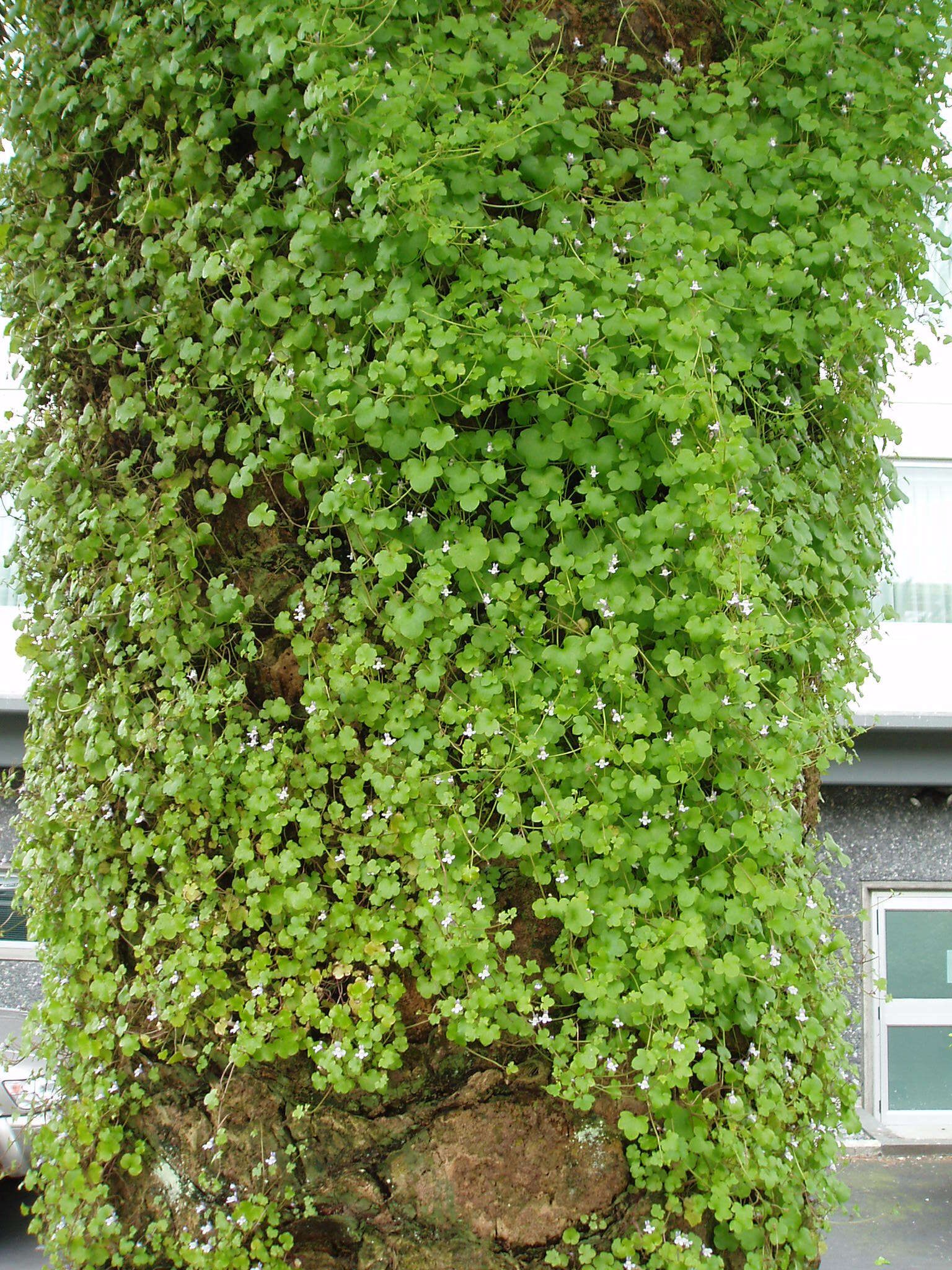 Image of Ivy-leaved Toadflax