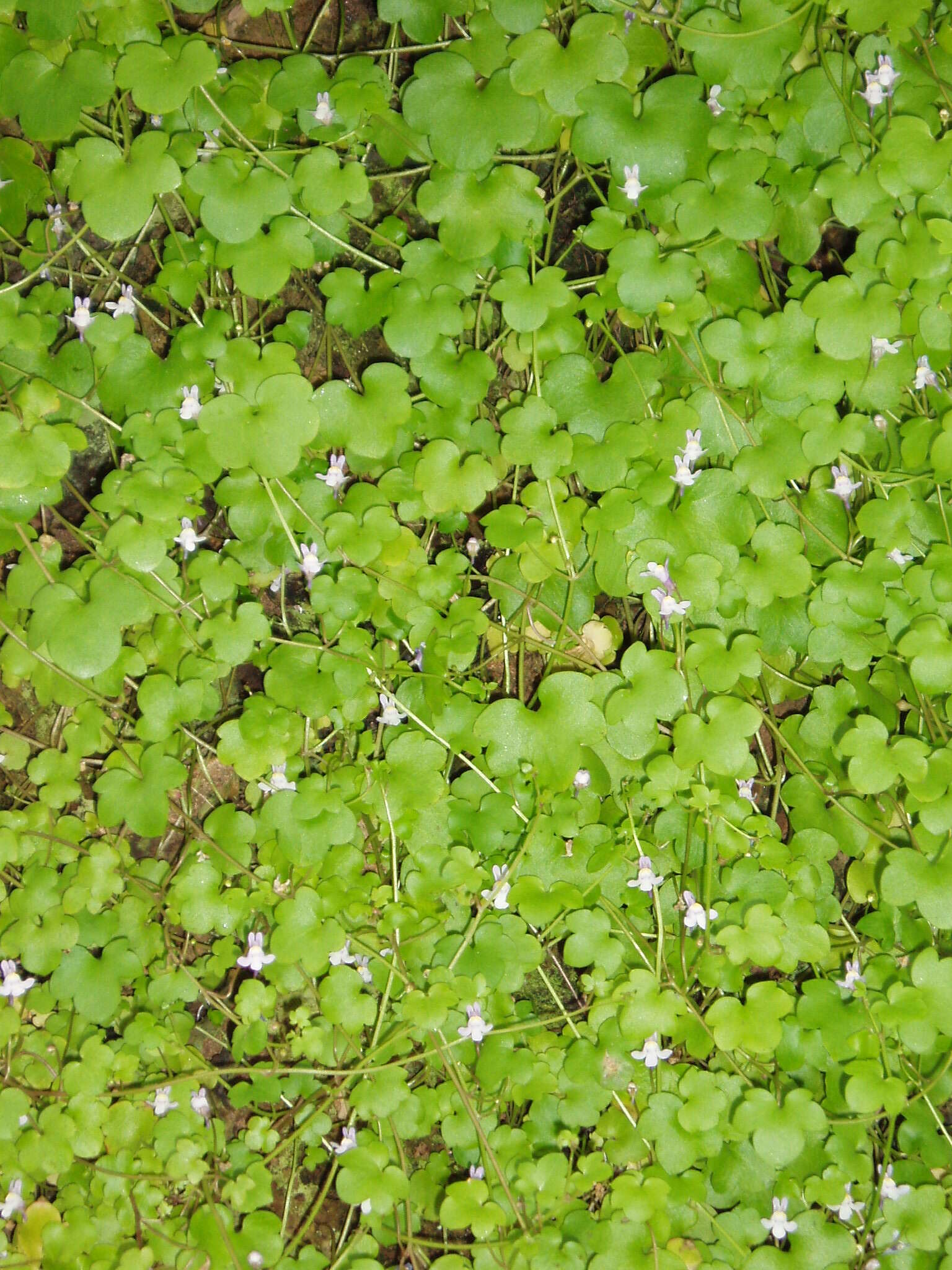 Image of Ivy-leaved Toadflax