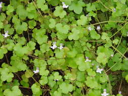 Image of Ivy-leaved Toadflax