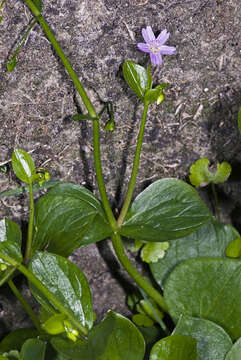 Plancia ëd Claytonia sibirica L.