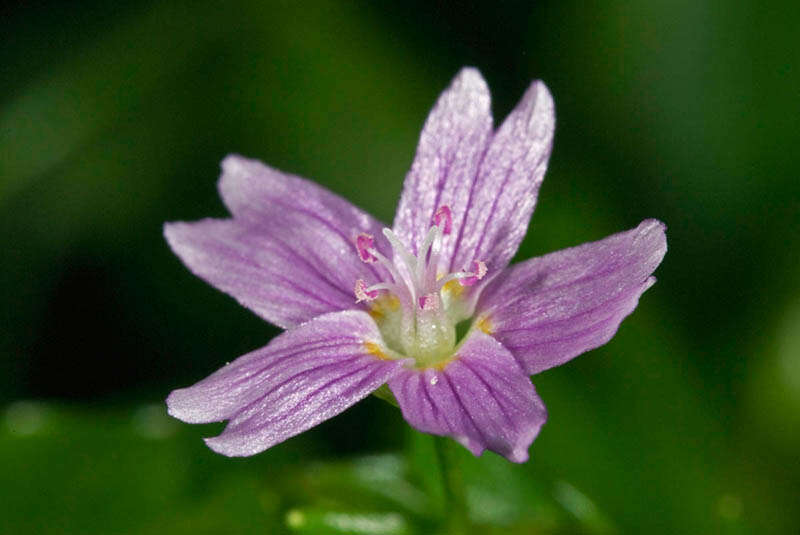 Image of Siberian springbeauty