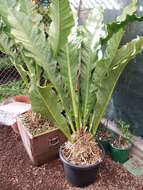 Image of Anthurium crassinervium (Jacq.) Schott