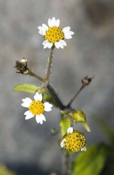 Image of shaggy soldier