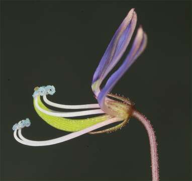 Image of fringed spiderflower