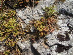 Crassula decumbens Thunb. resmi