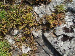 Image of Crassula decumbens Thunb.