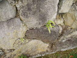 Imagem de Pteris cretica L.